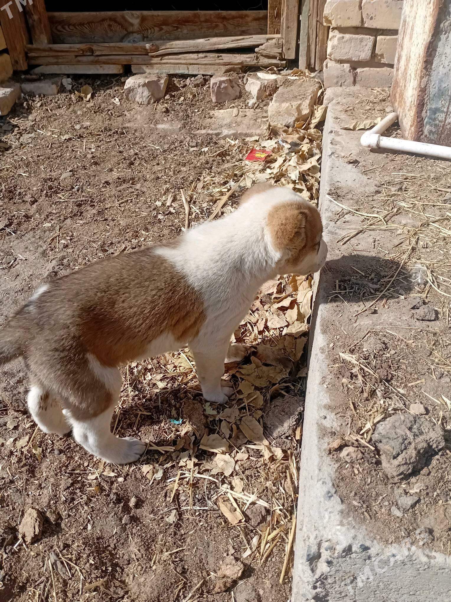 alabay - Saýat - img 2