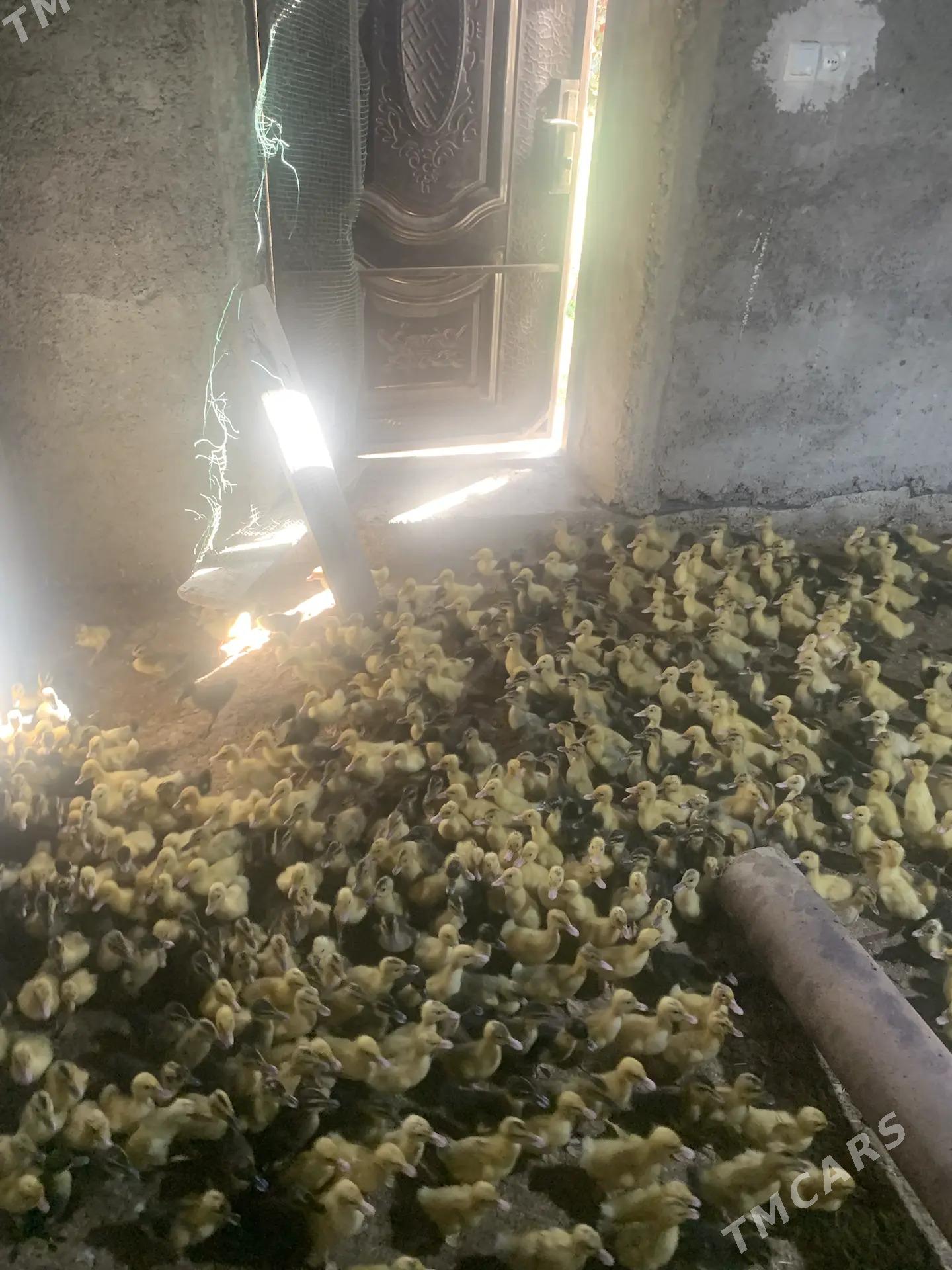 Ördek Jüýje - Векильбазар - img 2