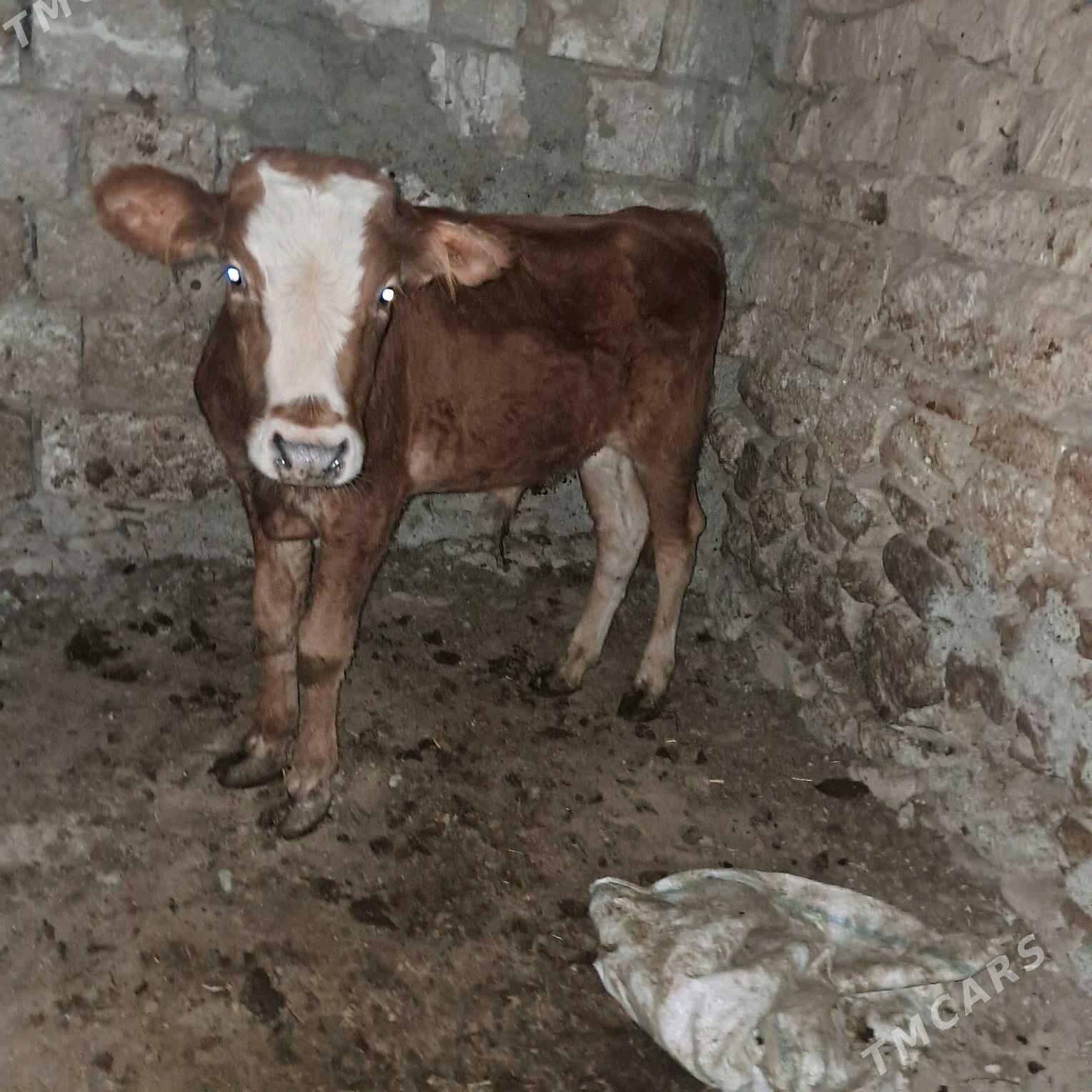 okuçe sygyr - Гызыларбат - img 3