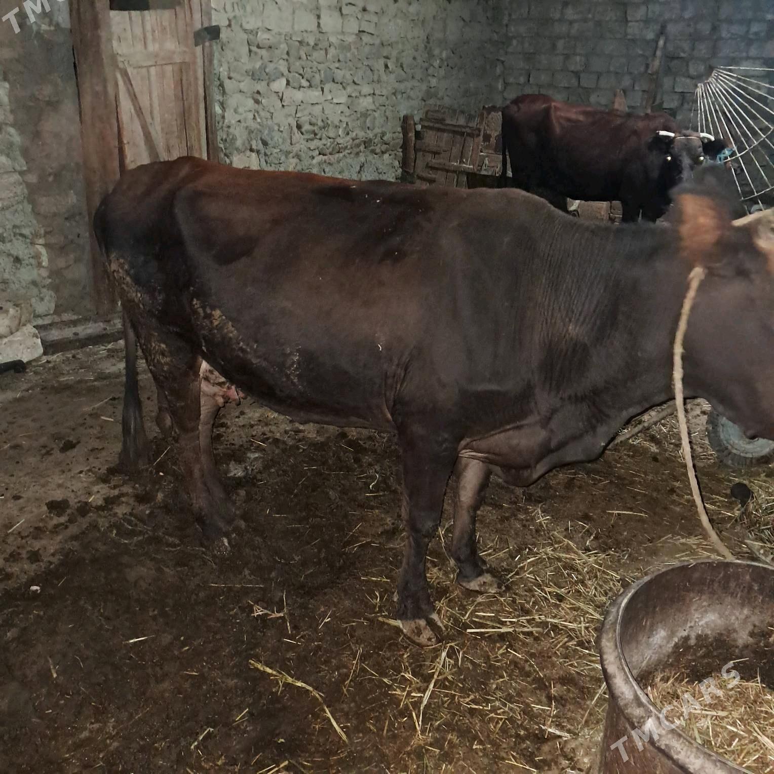 okuçe sygyr - Гызыларбат - img 2