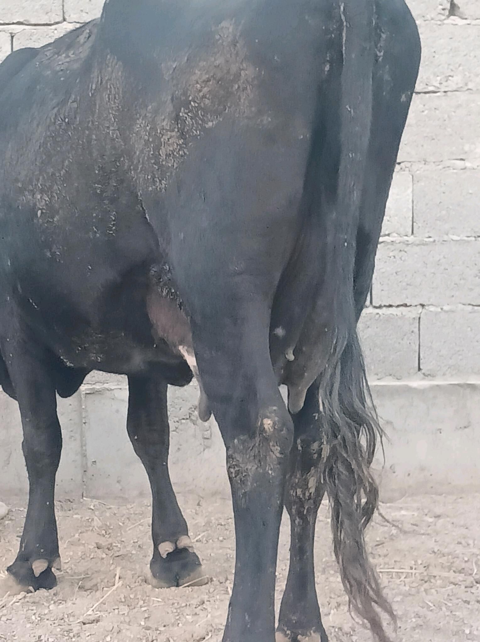 goleli sygyr - Balkanabat - img 2