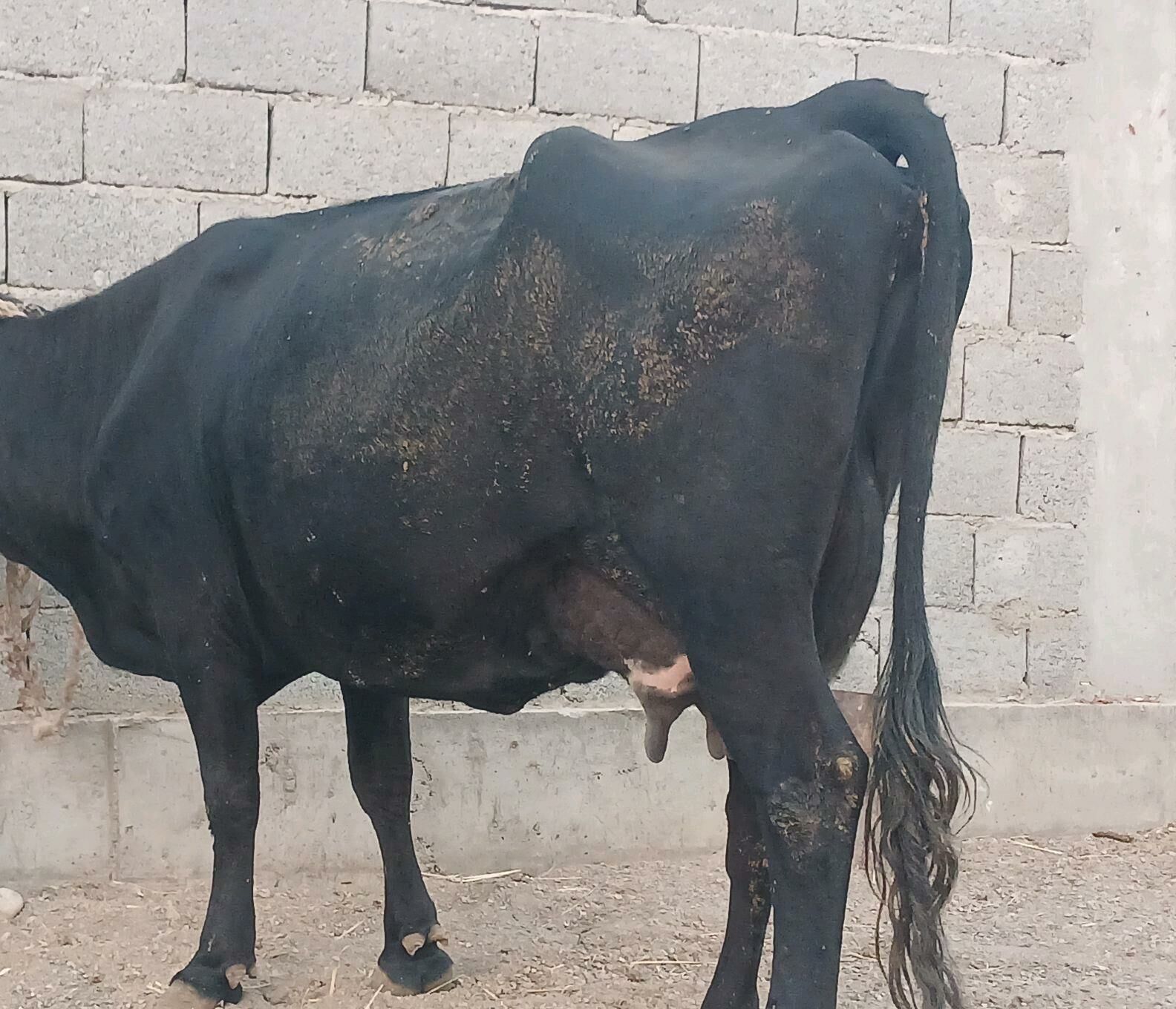 goleli sygyr - Balkanabat - img 3