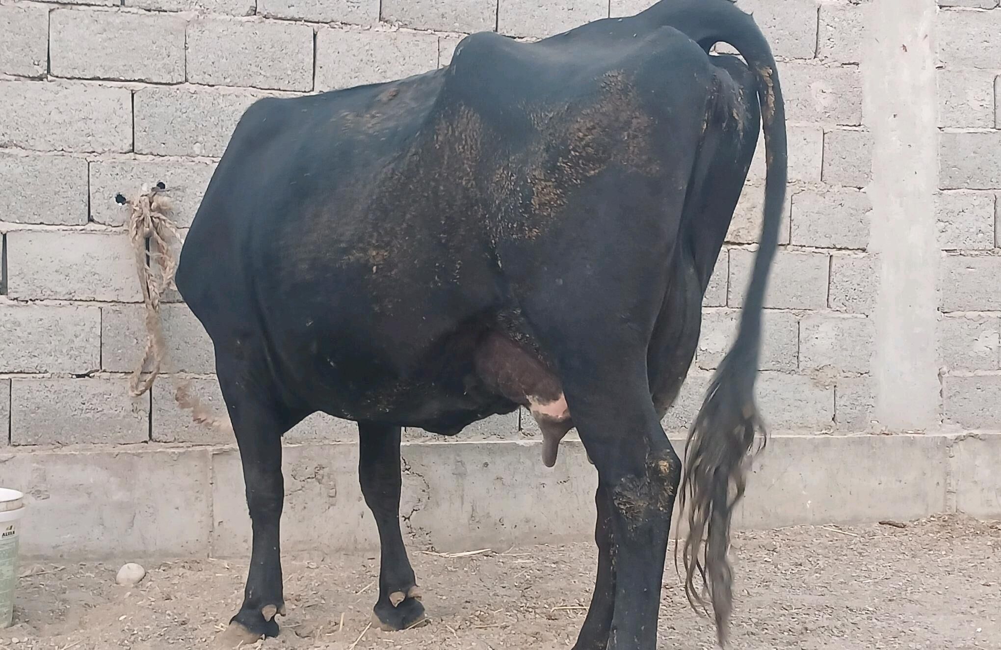 goleli sygyr - Balkanabat - img 6