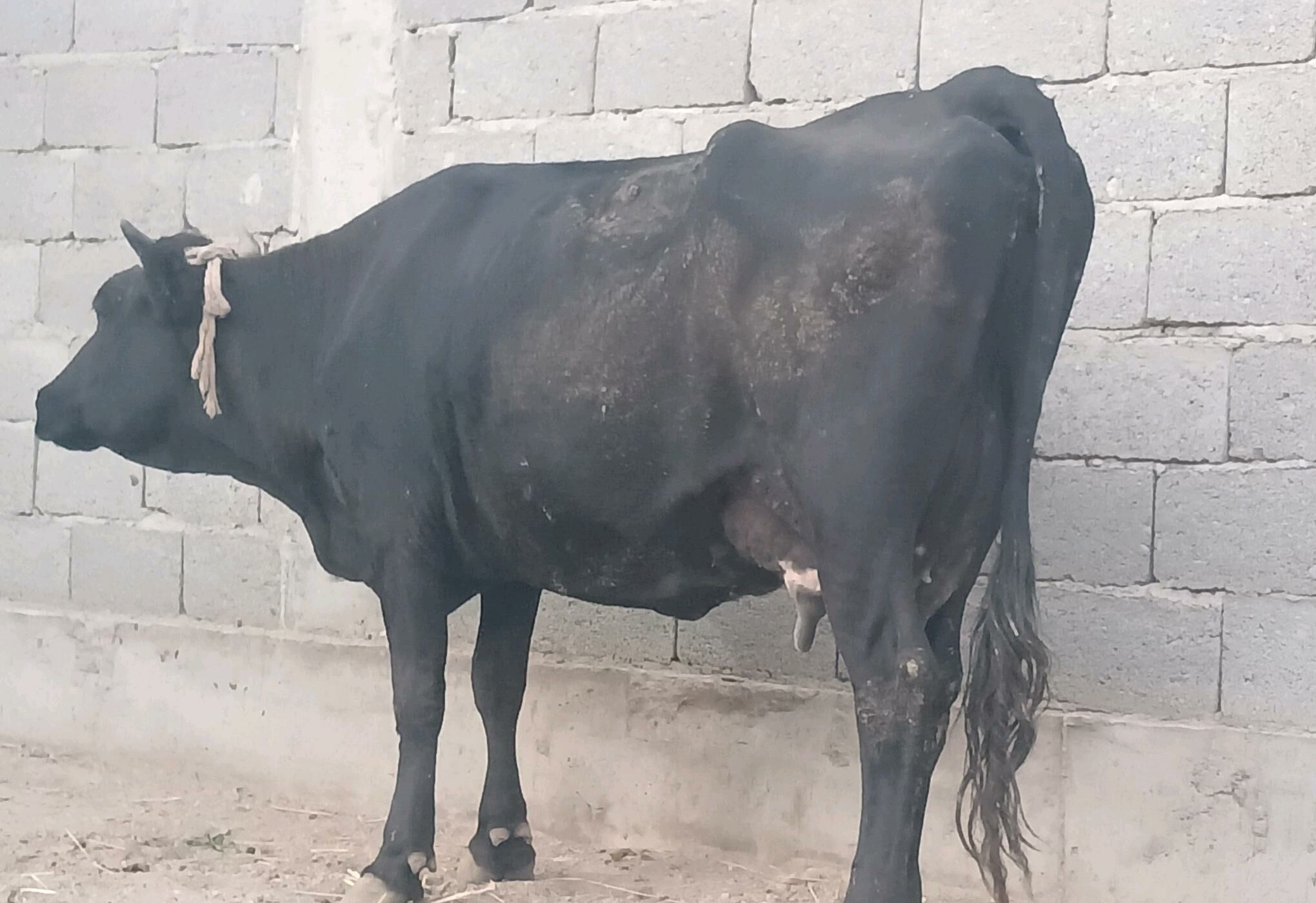 goleli sygyr - Balkanabat - img 5