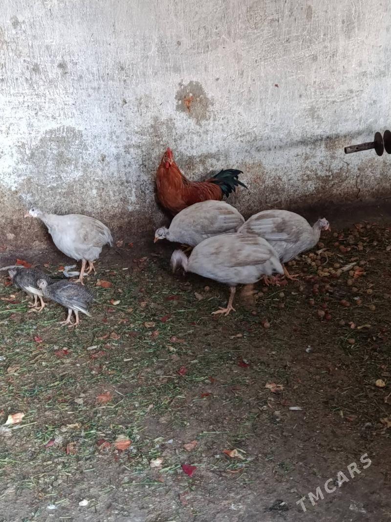 sisarka - Büzmeýin - img 2