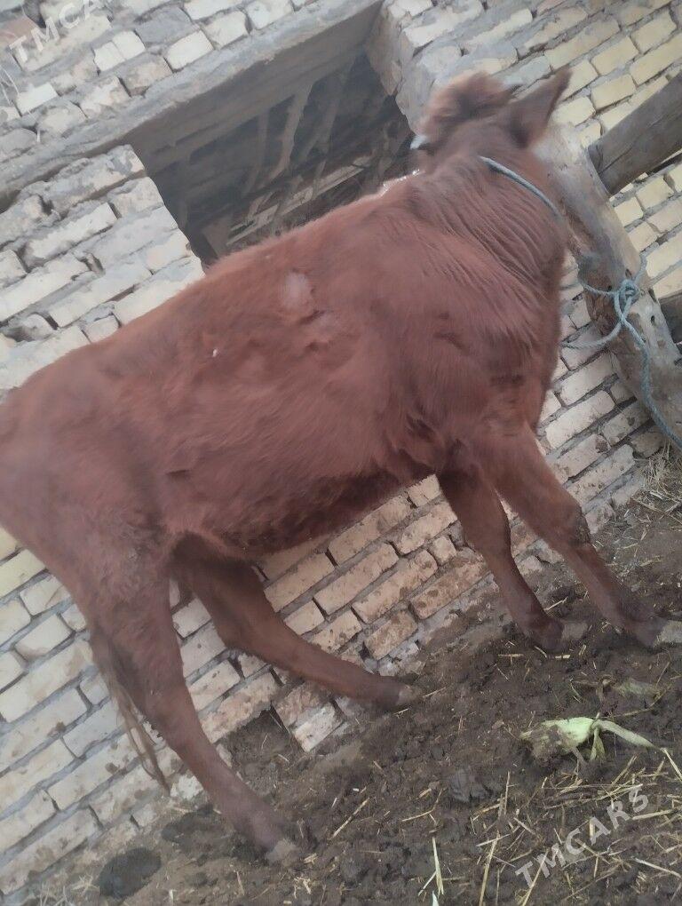 4саны топак - Çärjew - img 4