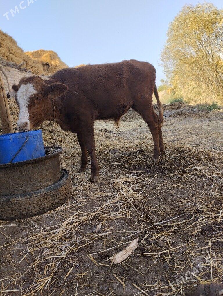 4саны топак - Çärjew - img 1