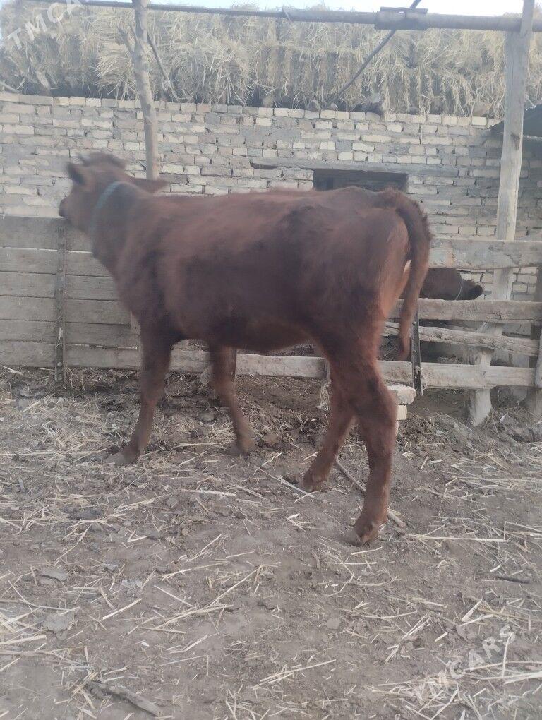 4саны топак - Çärjew - img 6