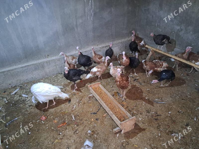 индюк - Туркменабат - img 4