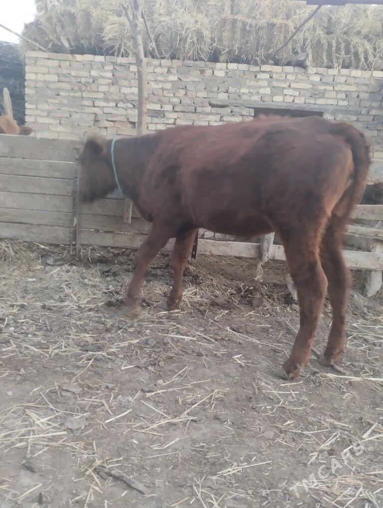 4саны топак - Çärjew - img 5