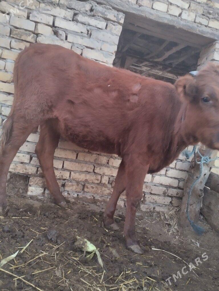 4саны топак - Çärjew - img 3