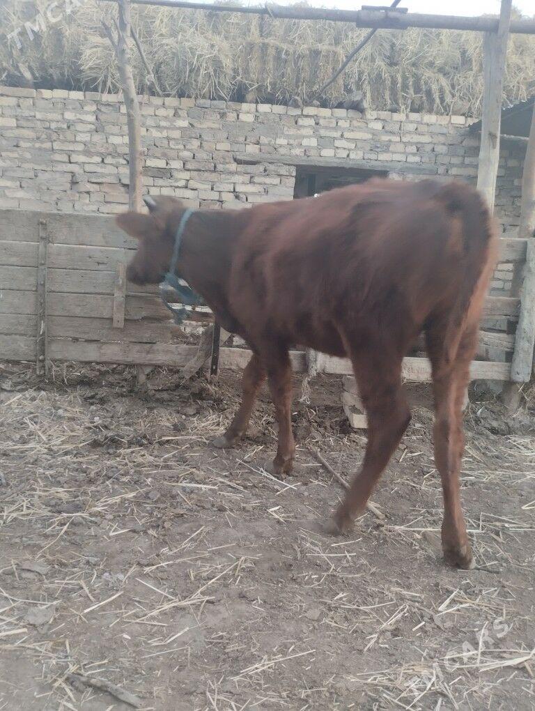 4саны топак - Çärjew - img 9