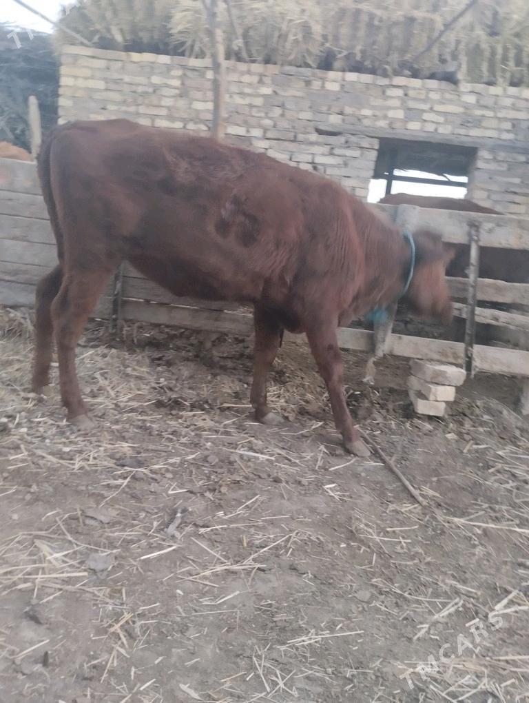 4саны топак - Çärjew - img 7