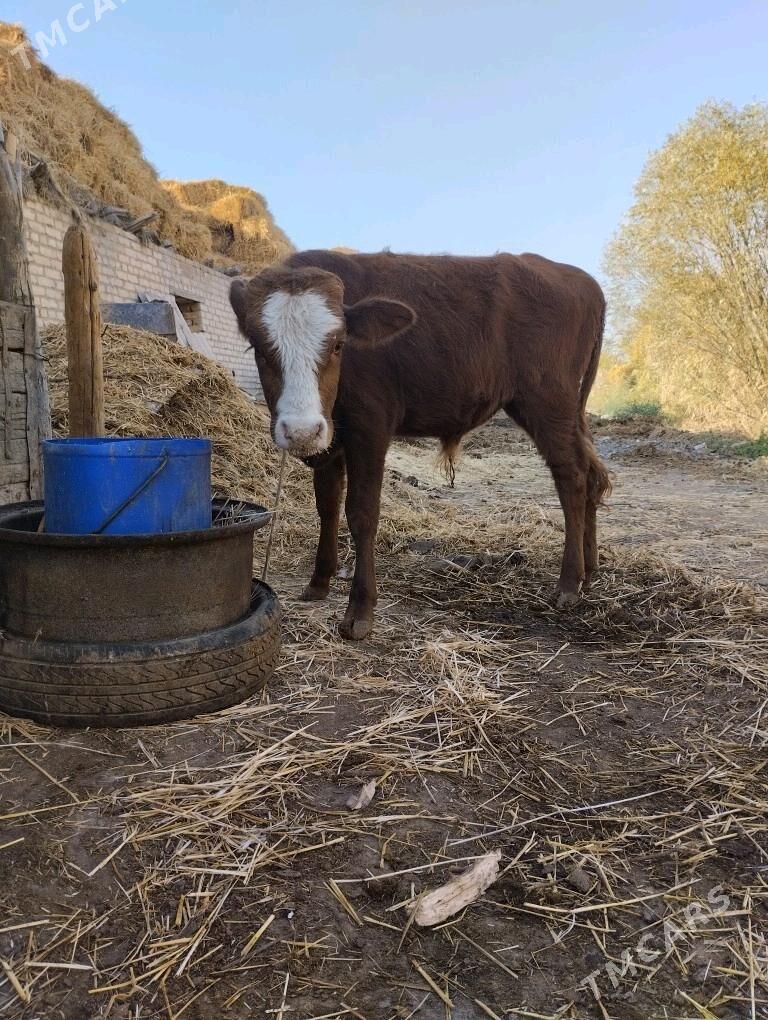 4саны топак - Çärjew - img 2