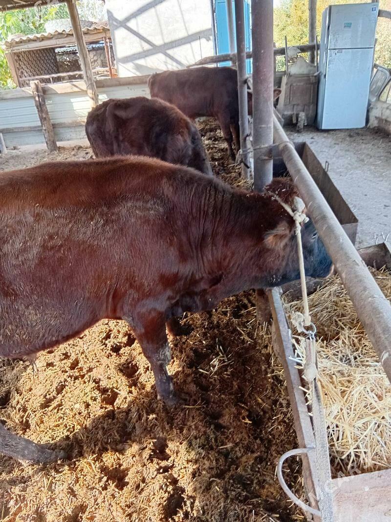 okuzler - Чарджоу - img 3