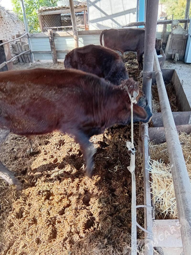 okuzler - Чарджоу - img 4