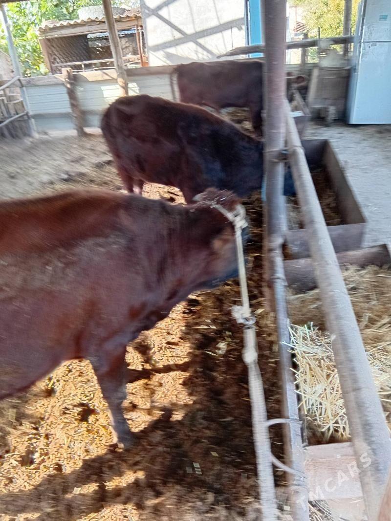 okuzler - Чарджоу - img 6