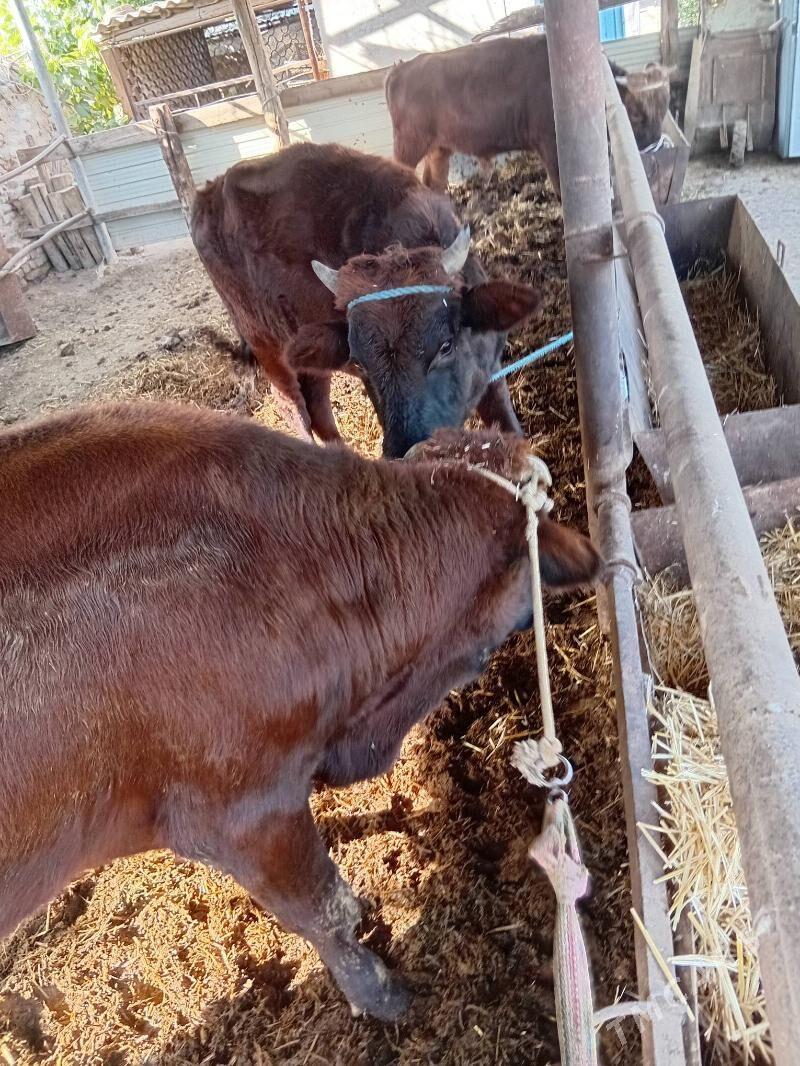 okuzler - Чарджоу - img 2