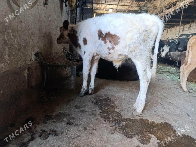 Сементал - Туркменабат - img 4