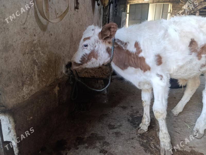 Сементал - Туркменабат - img 5