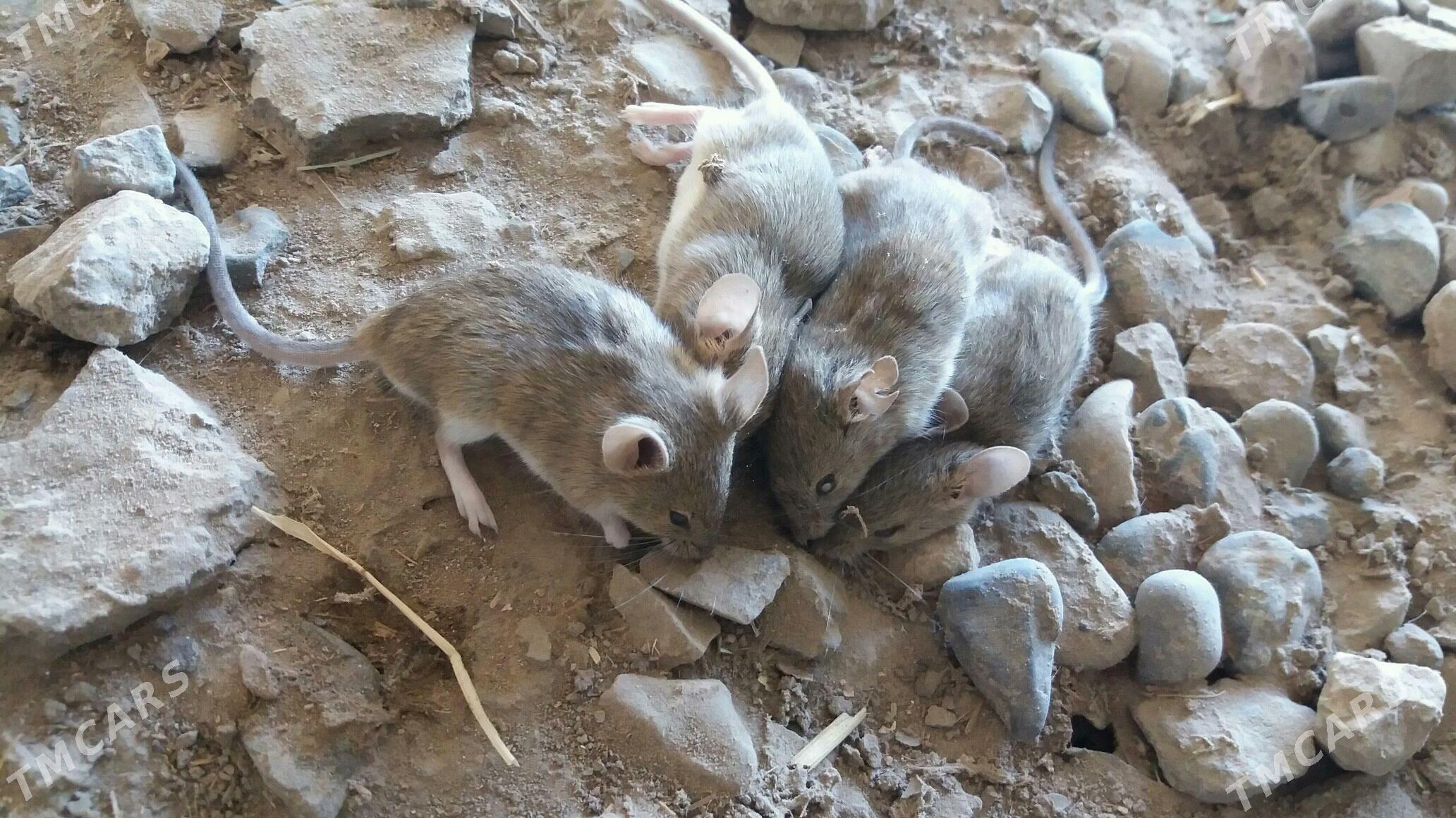 sycan - Murgap - img 2