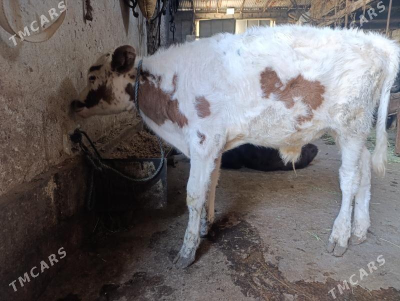 Сементал - Туркменабат - img 3