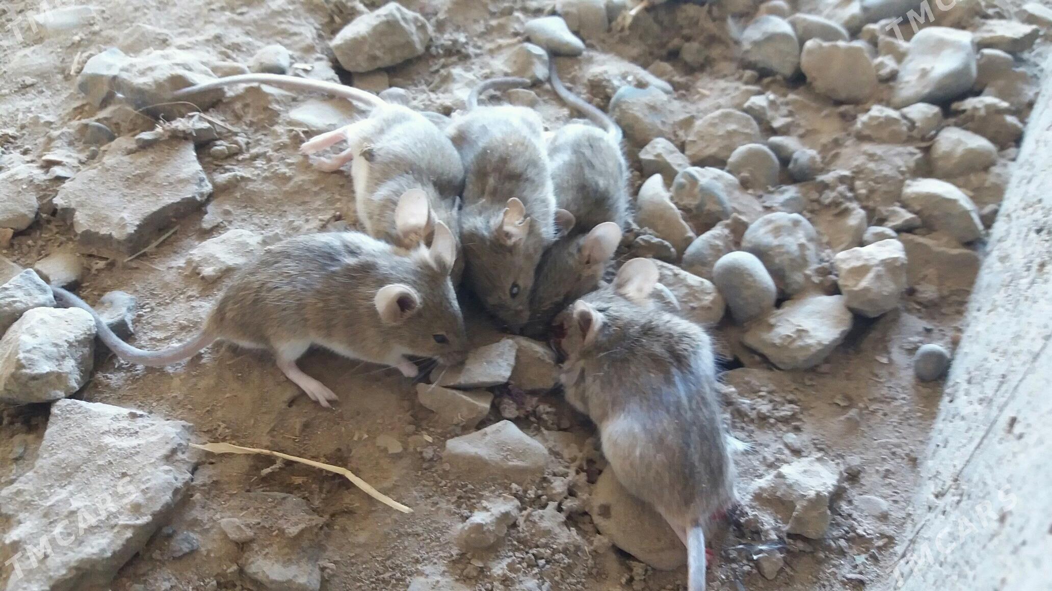 sycan - Murgap - img 1