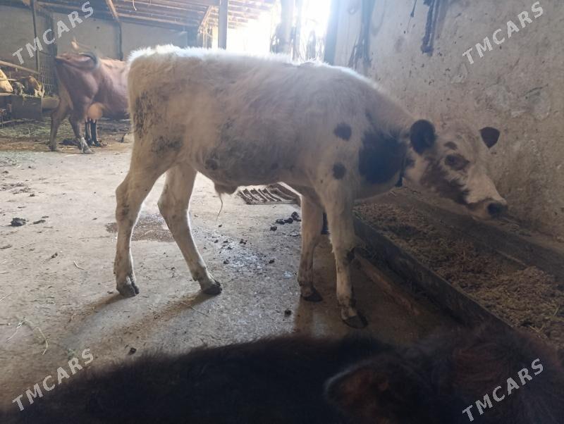 Сементал - Туркменабат - img 1