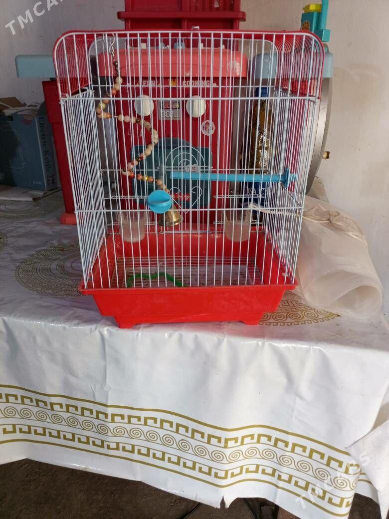 kletka - Türkmenabat - img 2
