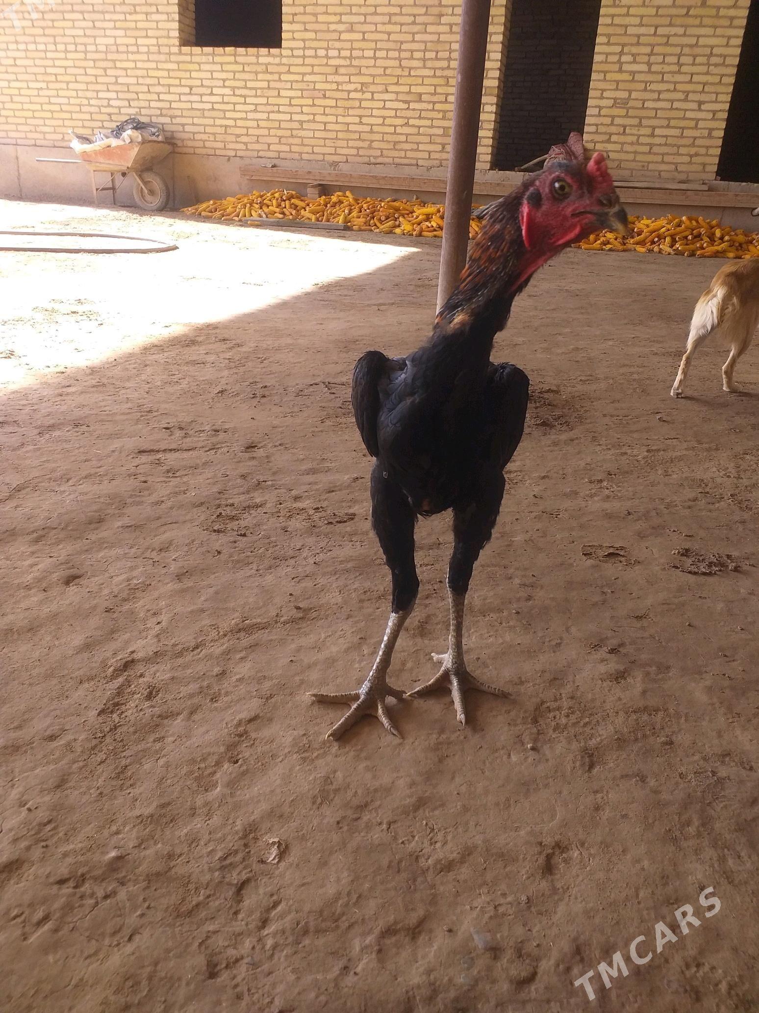 Baysowy - Farap - img 6