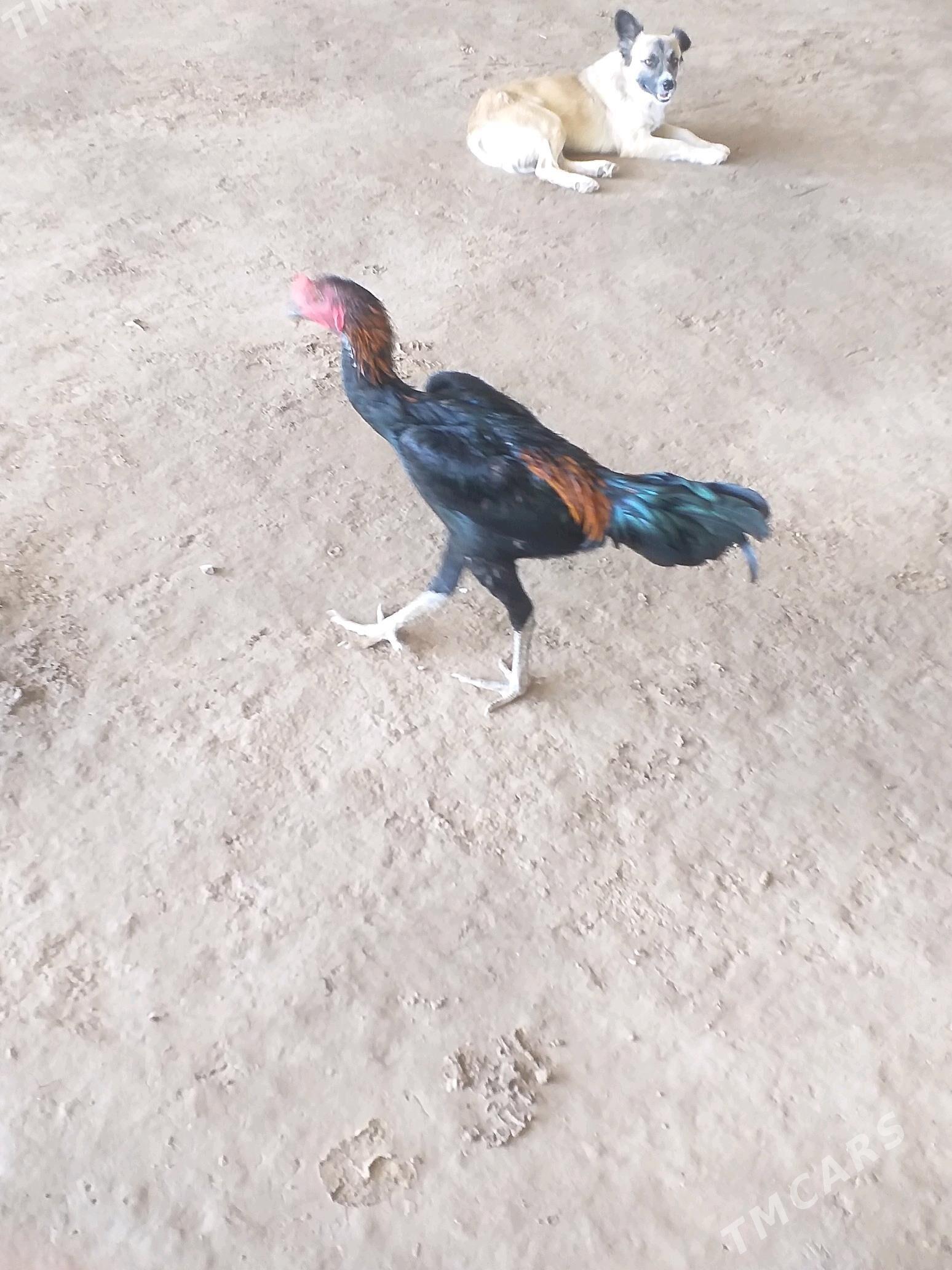 Baysowy - Farap - img 1