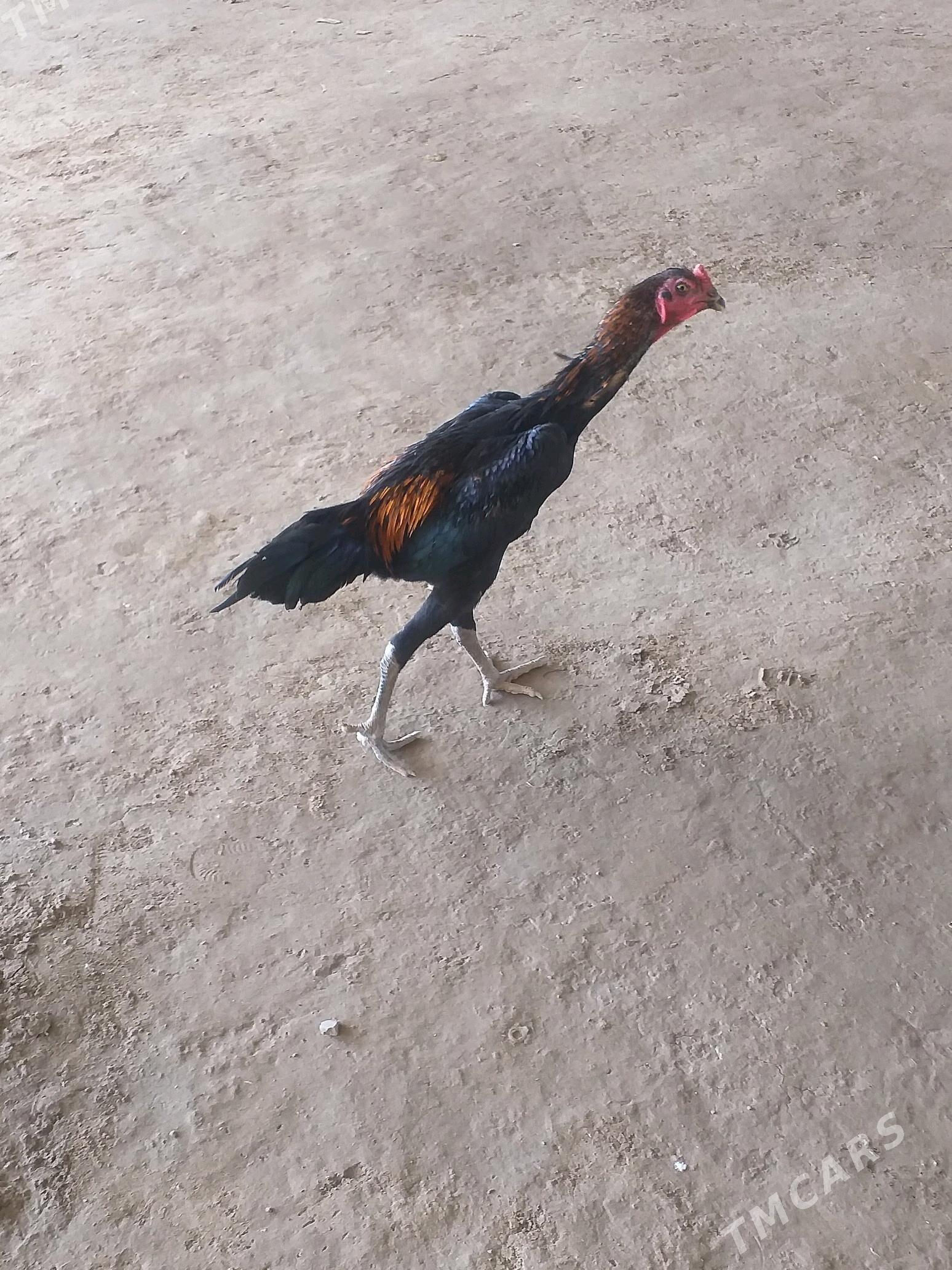 Baysowy - Farap - img 2