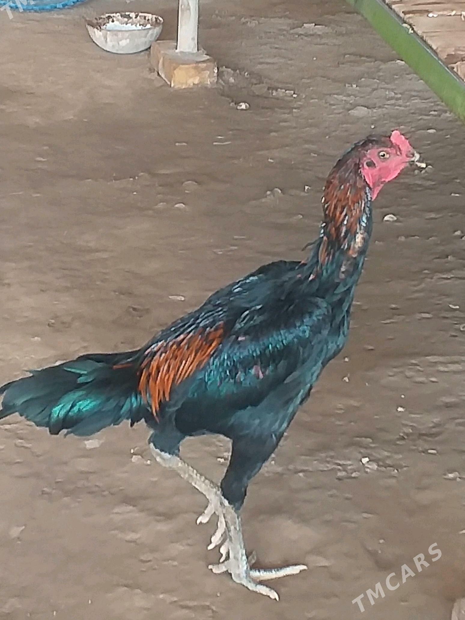 Baysowy - Farap - img 4