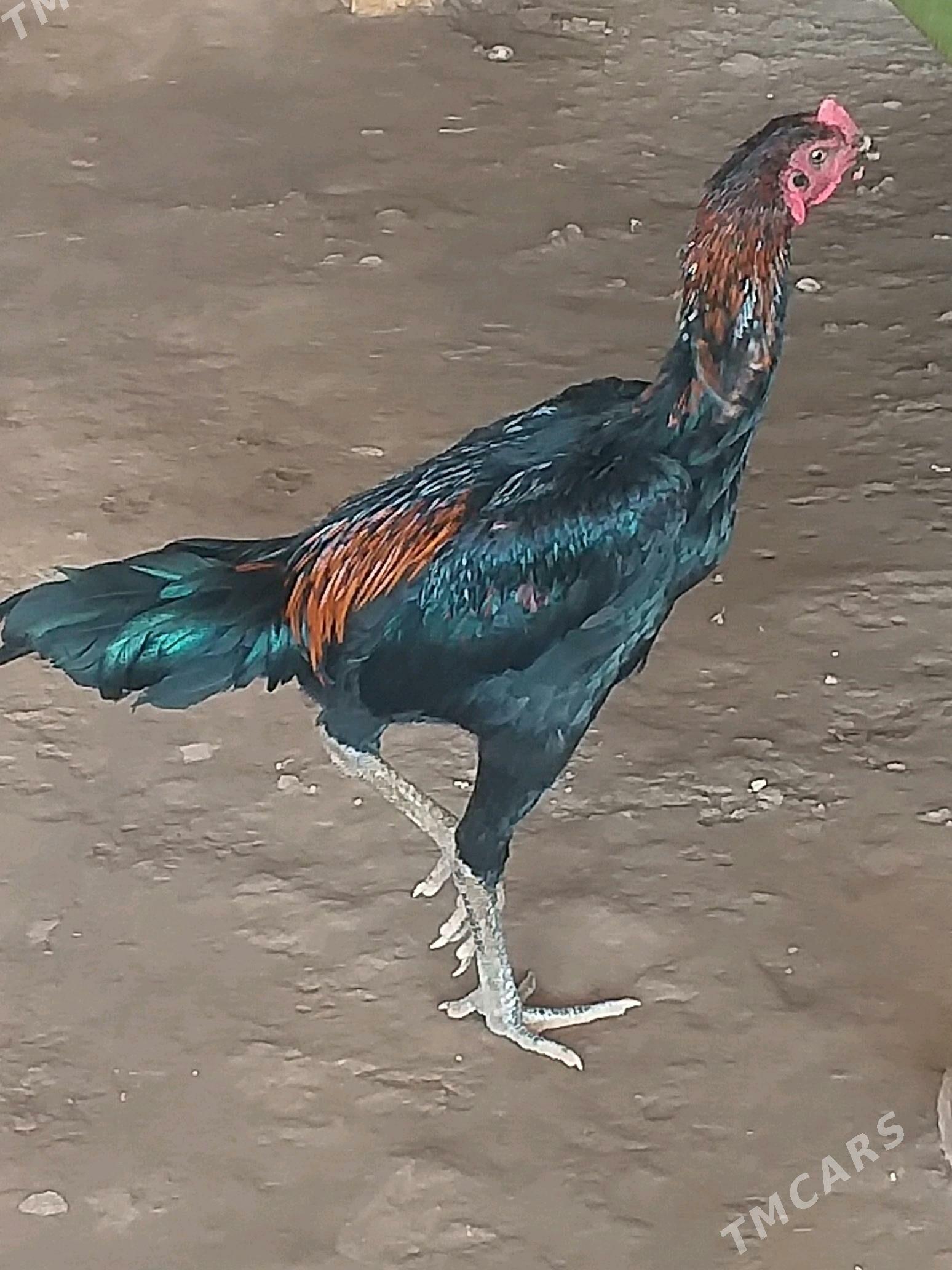 Baysowy - Farap - img 3