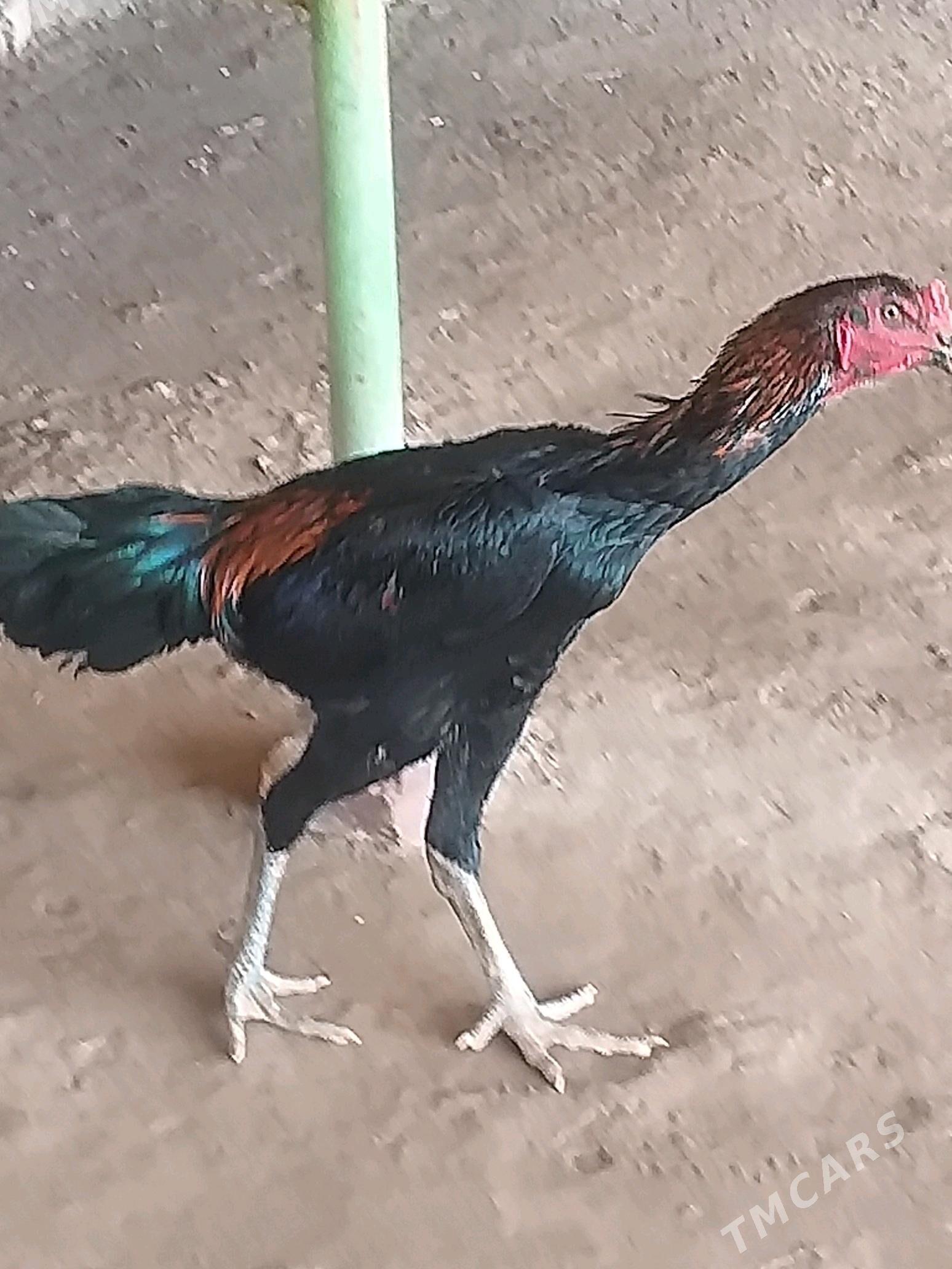 Baysowy - Farap - img 5