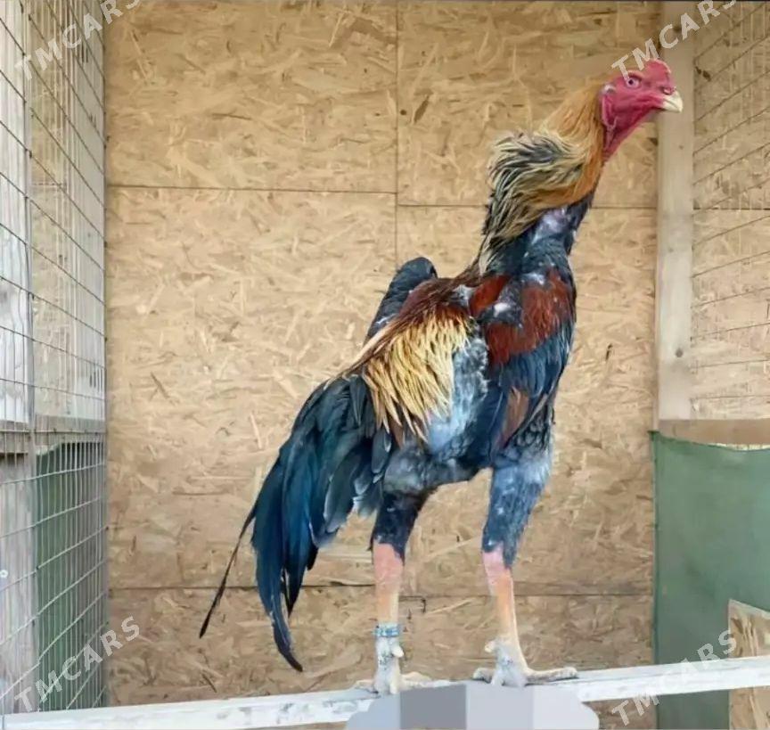 taskent juje  Jan da - Хитровка - img 1