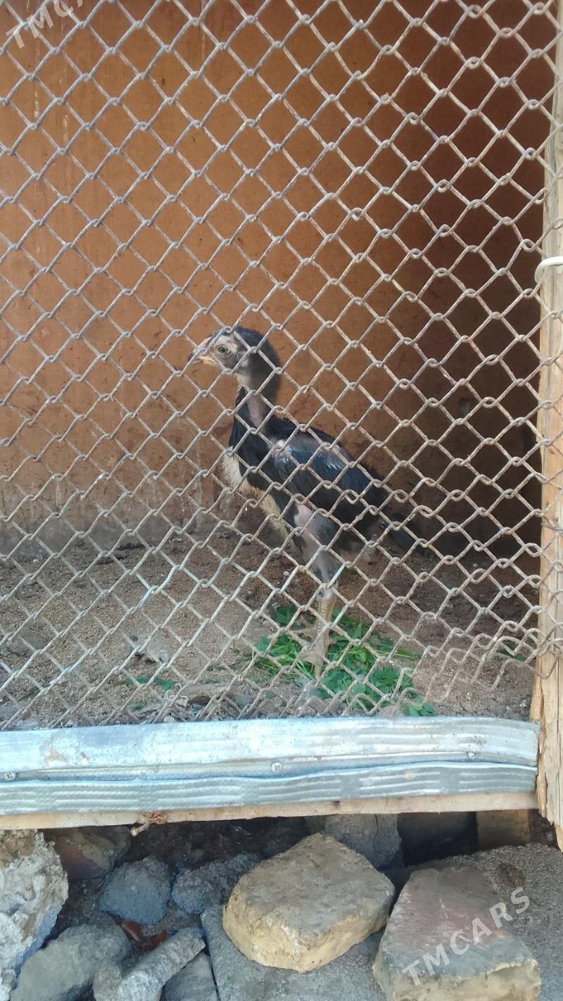 taskent juje  Jan da - Хитровка - img 2