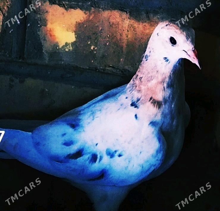 кепдери - Сакарчага - img 3