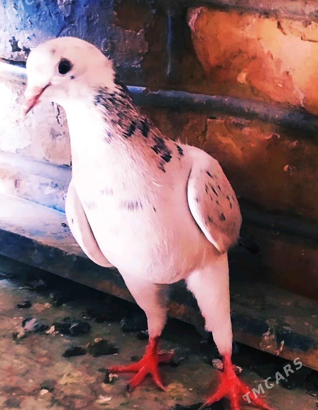 кепдери - Сакарчага - img 4