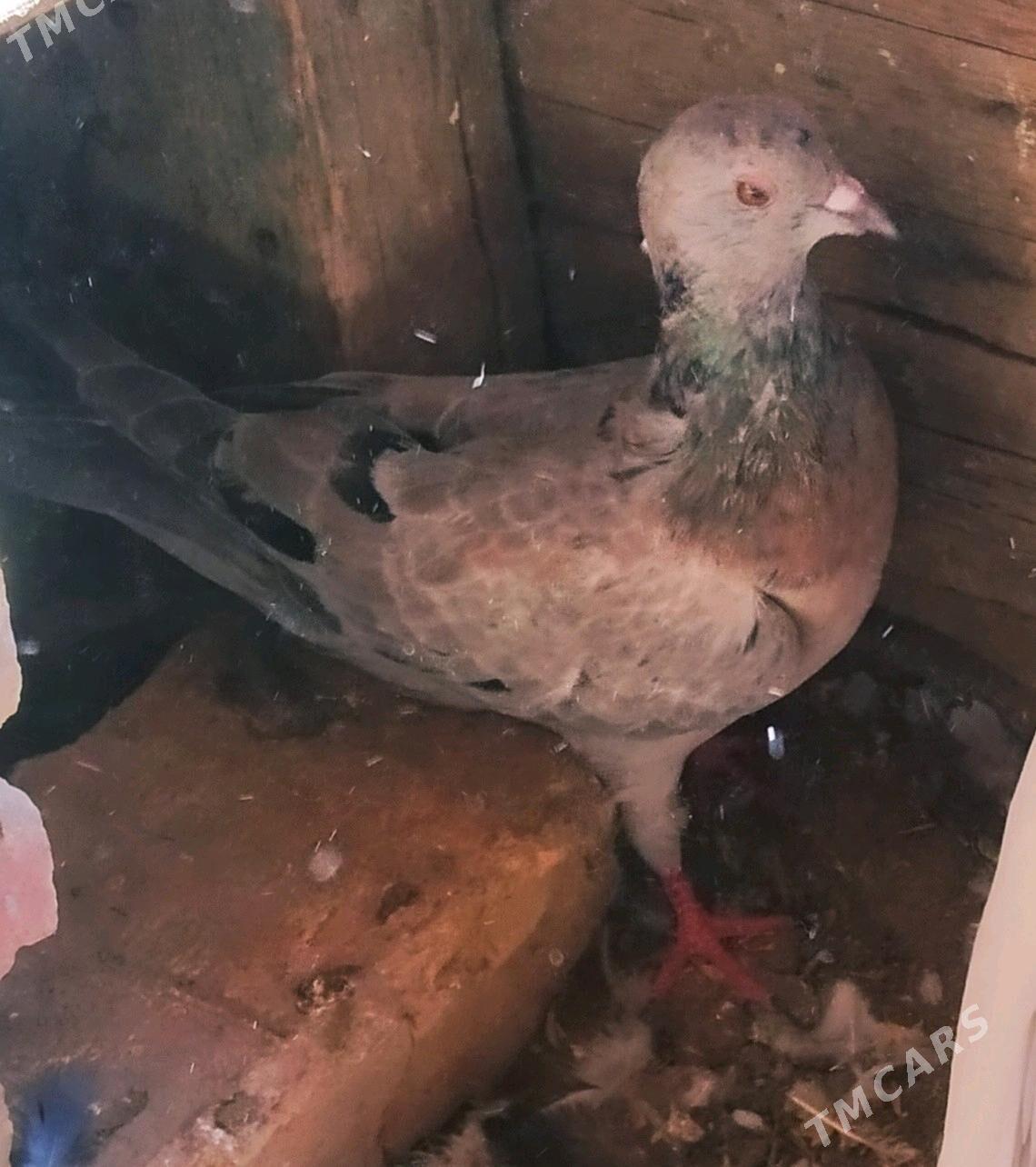 кепдери - Сакарчага - img 6