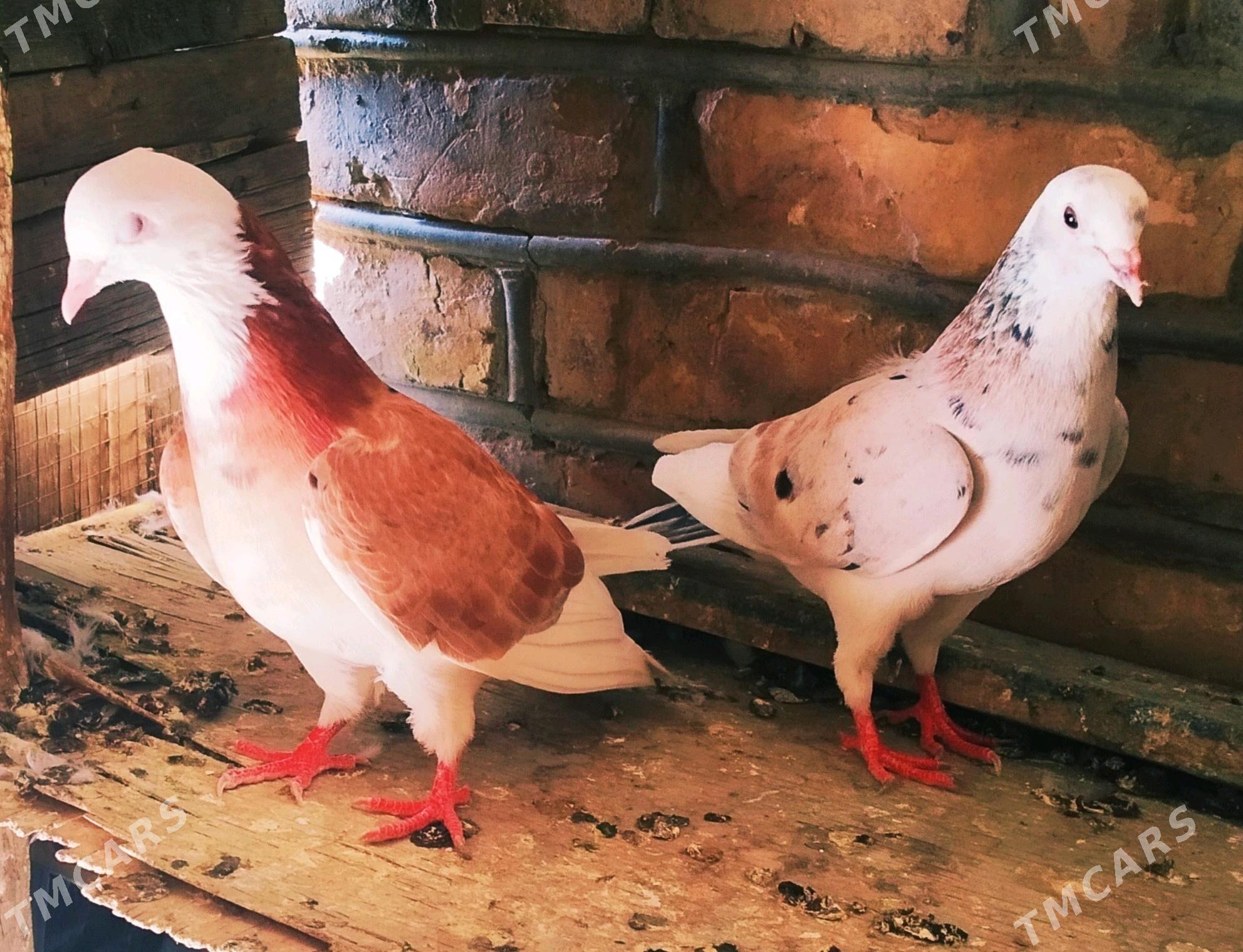 кепдери - Сакарчага - img 7