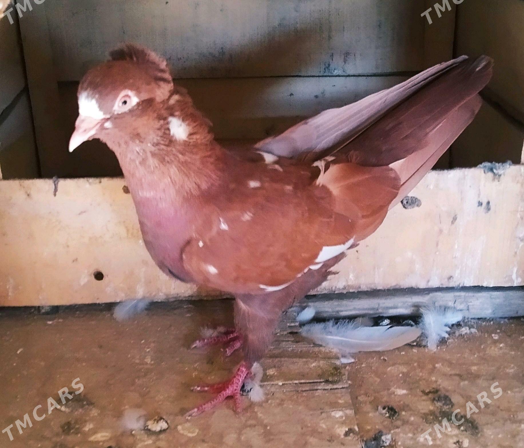 кепдери - Сакарчага - img 5