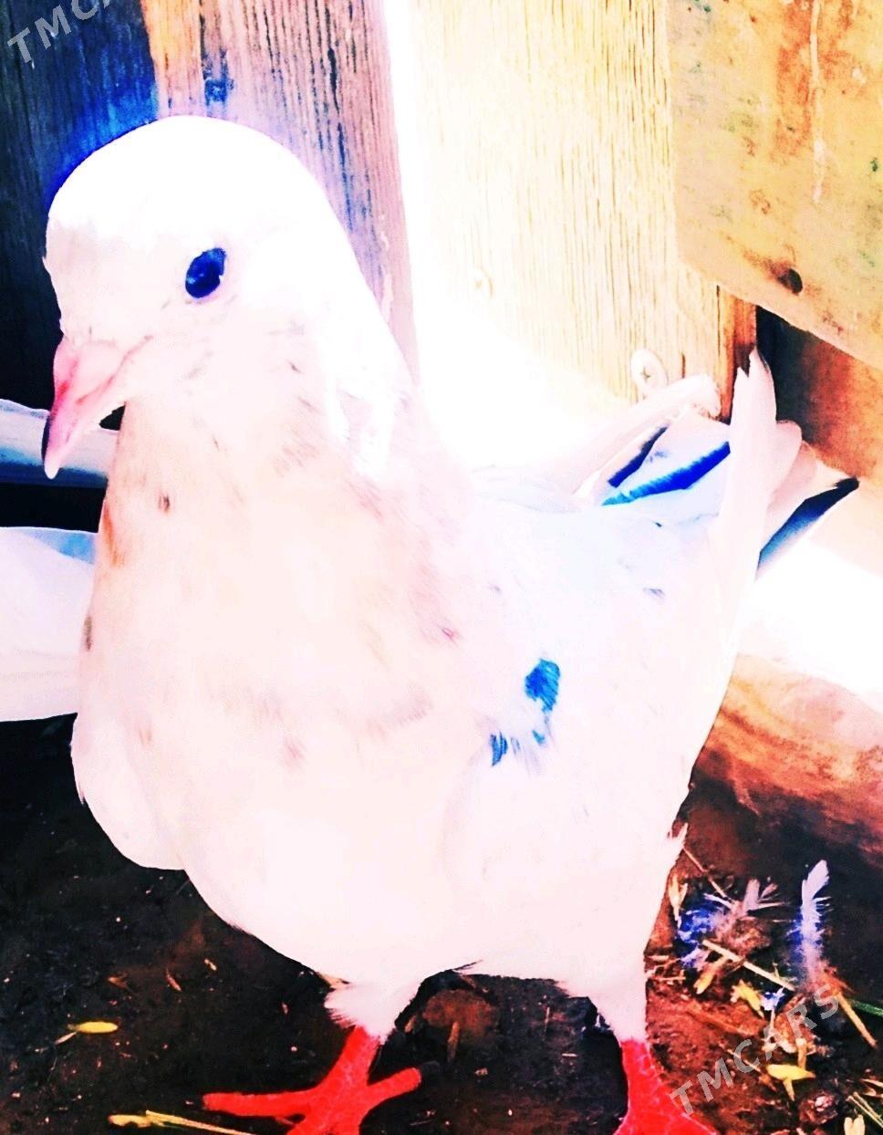 кепдери - Сакарчага - img 8