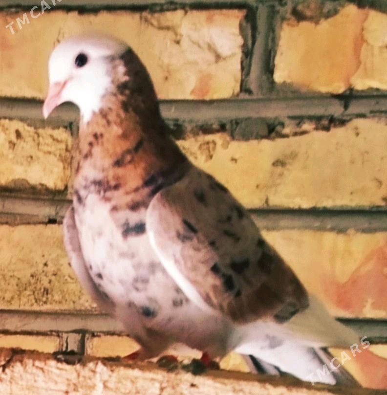 кепдери - Сакарчага - img 10