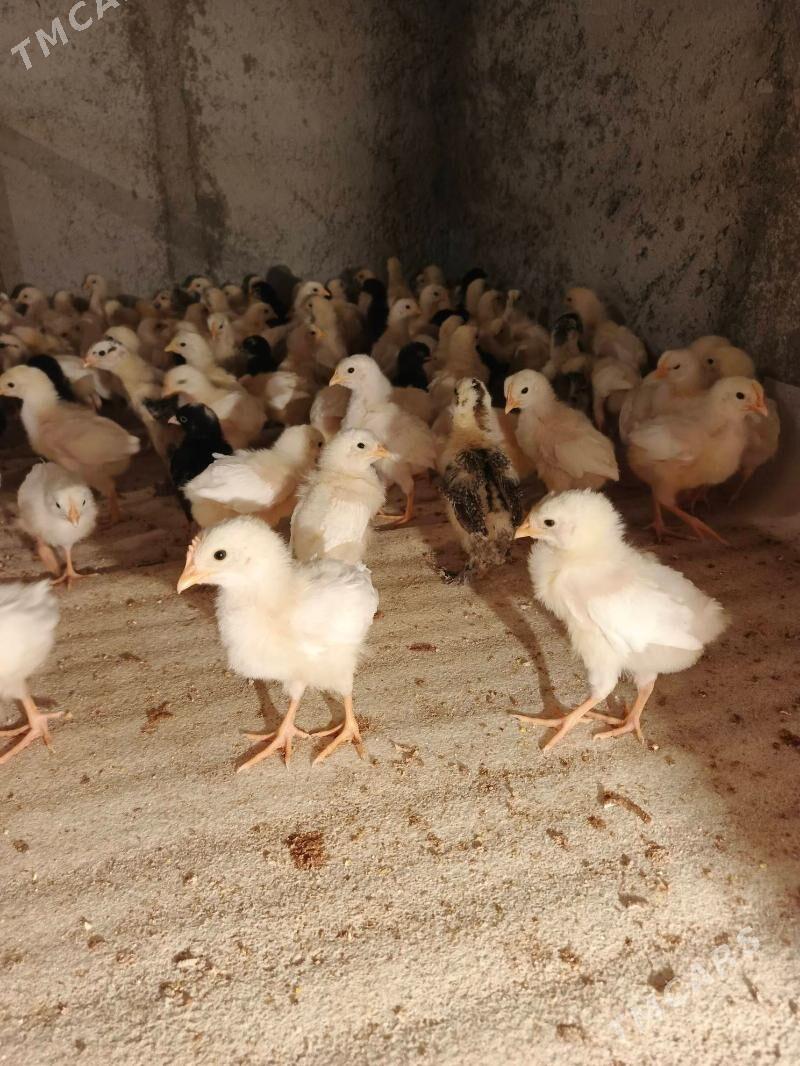 cuyje satlyk - Gökdepe - img 2