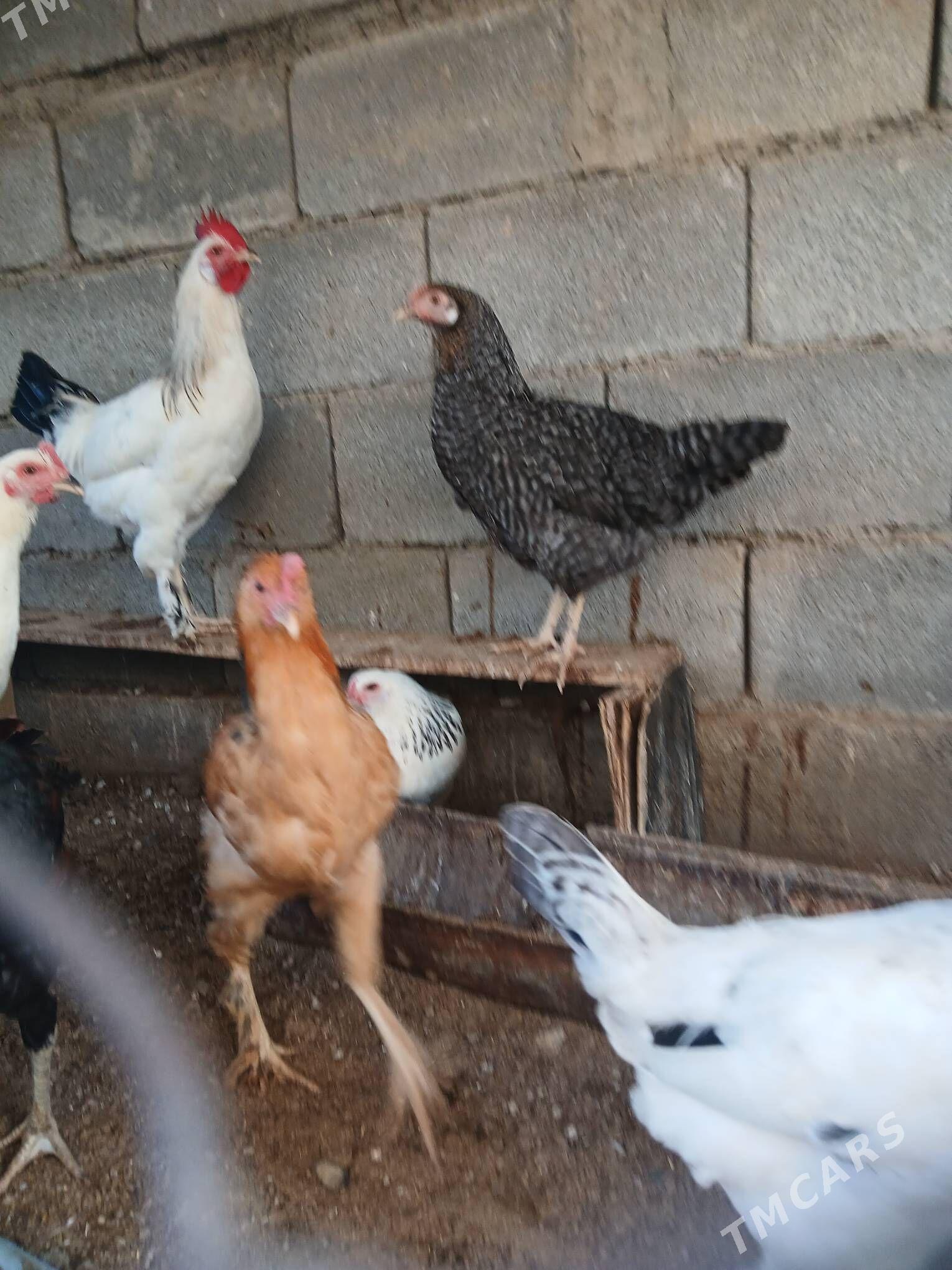 towuk - Яшлык - img 2