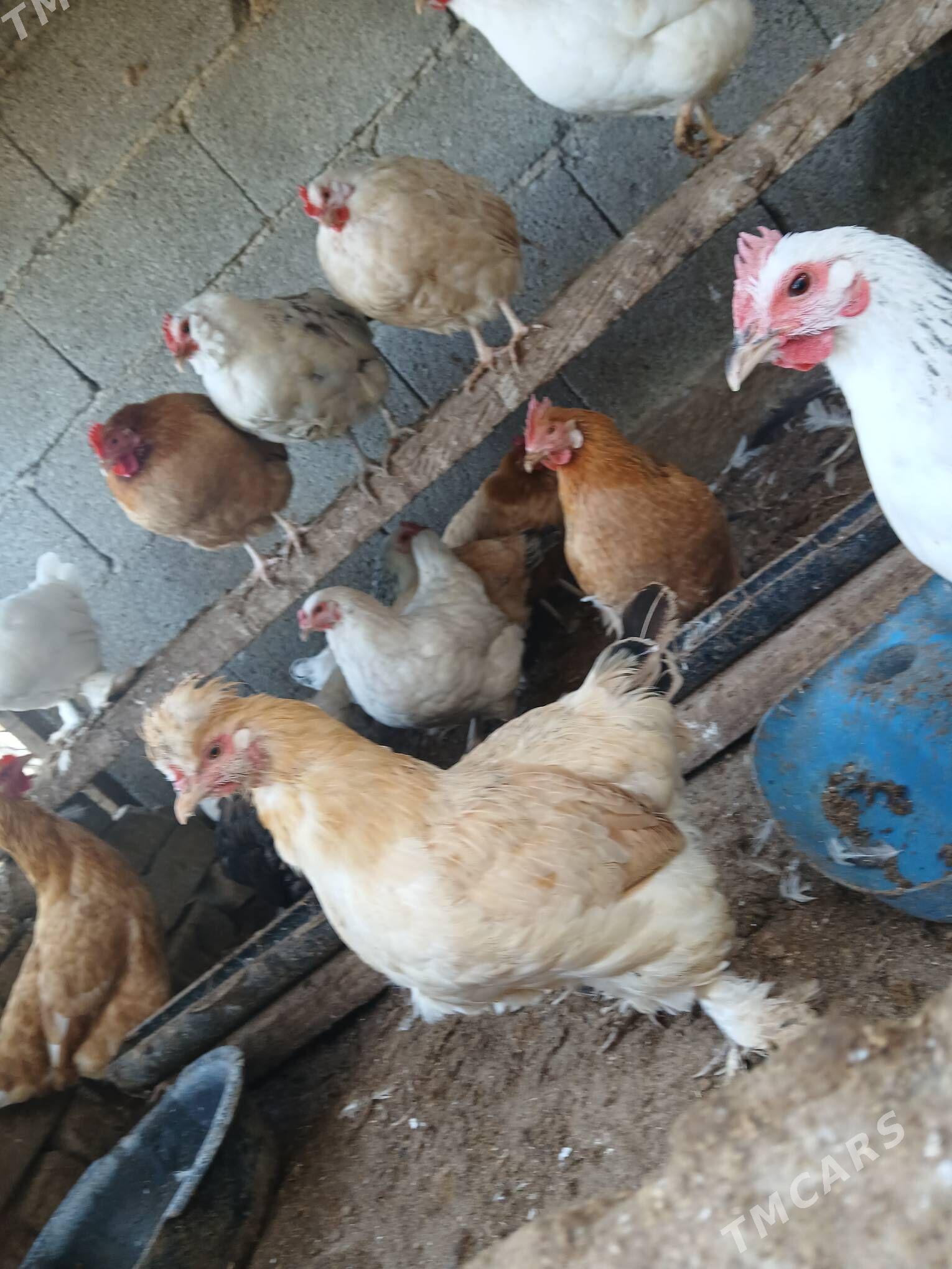 towuk - Яшлык - img 4