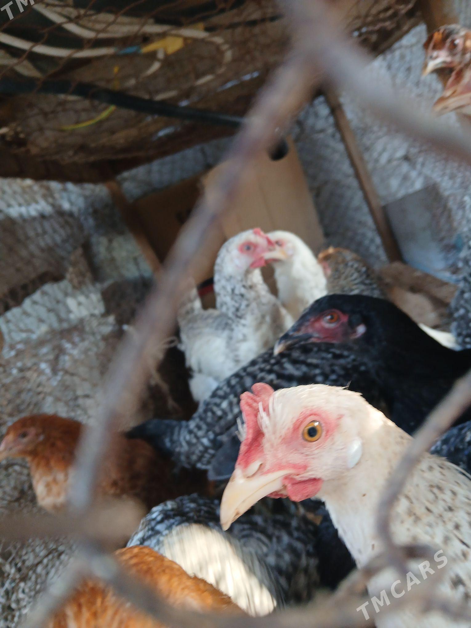 towuk - Яшлык - img 5