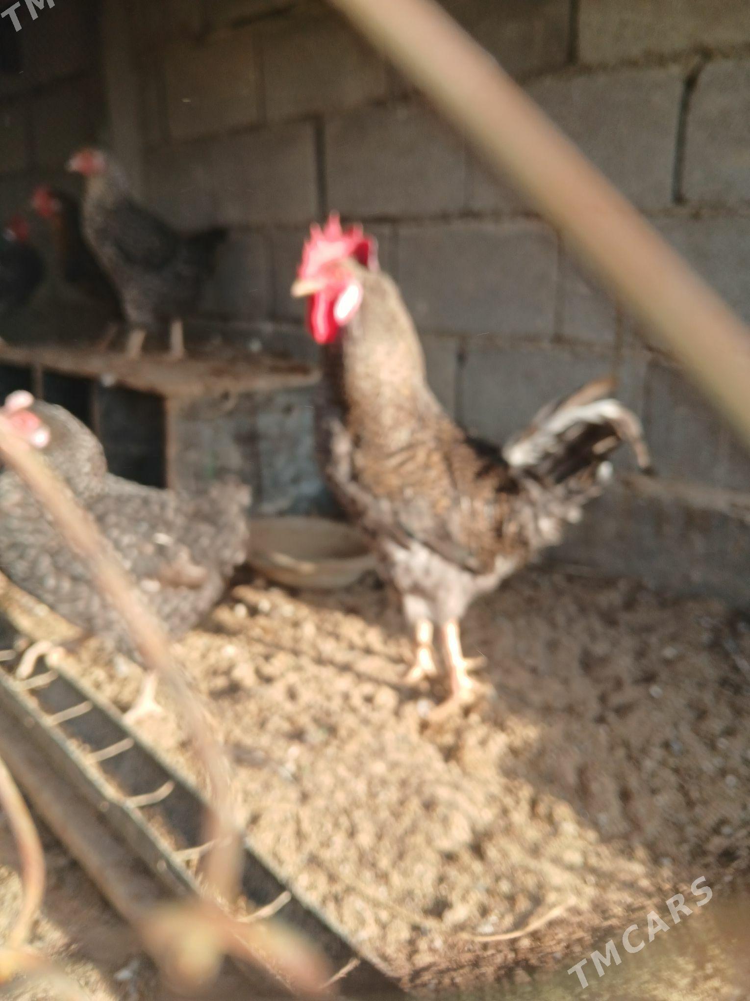 towuk - Яшлык - img 3