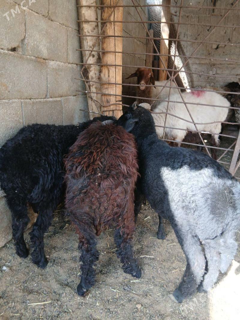 Goyun Garkol kurti - Гарадамак Шор - img 3